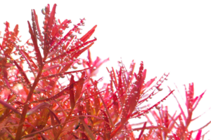 Rotala rotundifolia H’ra