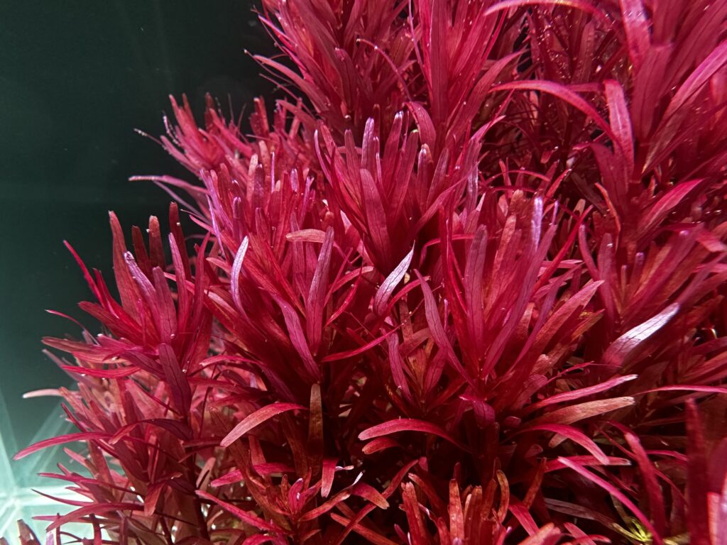 Rotala rotundifolia ‘Blood Red Singapore’