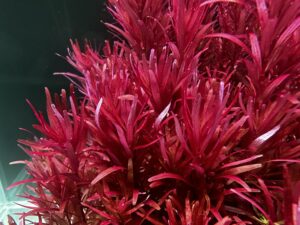 Rotala rotundifolia ‘Blood Red Singapore’