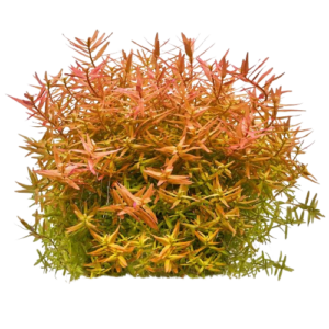 Rotala rotundifolia ‘Orange Juice’