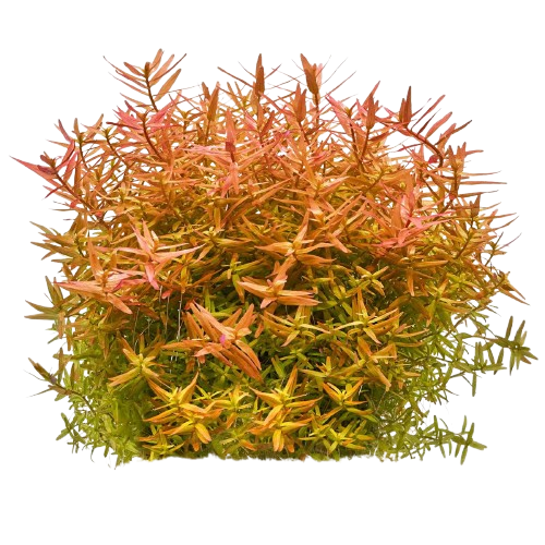 Rotala rotundifolia ‘Orange Juice’