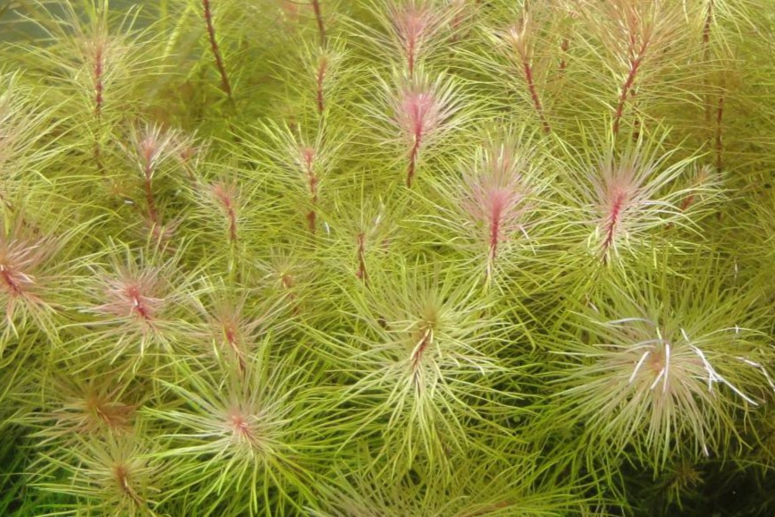 Rotala sp. Vietnam