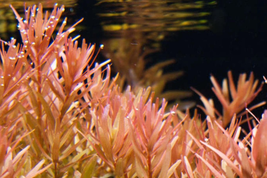 Rotala sp. ‘Ceylon