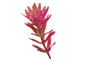 Rotala sp. ‘Myanmar’