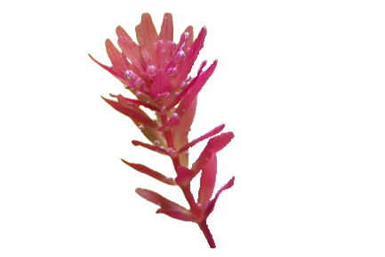Rotala sp. ‘Myanmar’