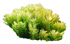Rotala tulunadensis
