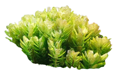 Rotala tulunadensis