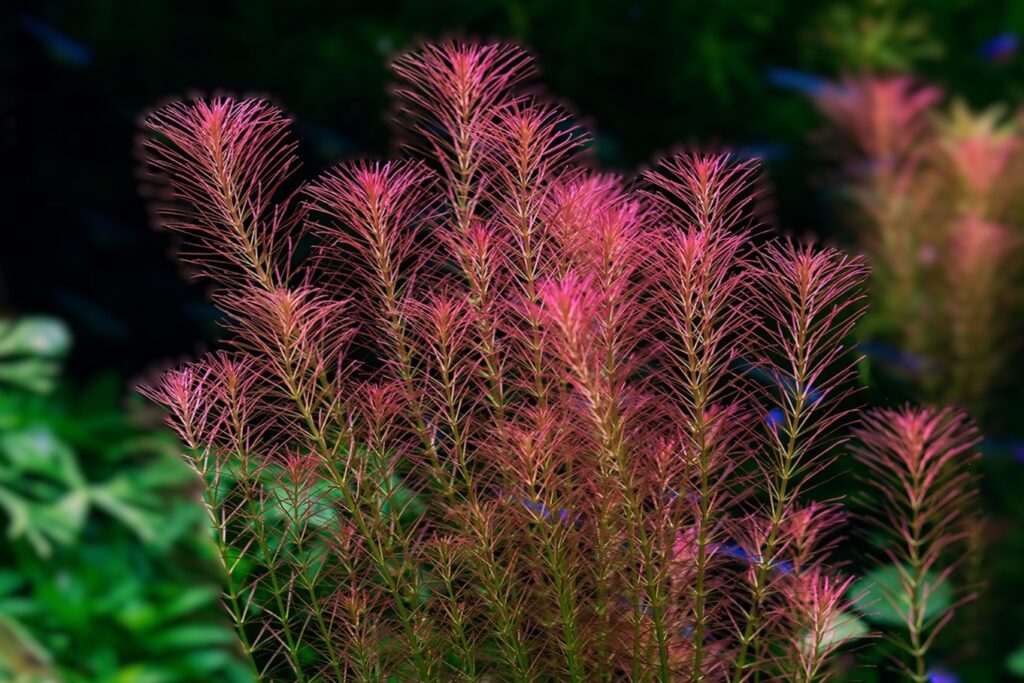 Rotala wallichii