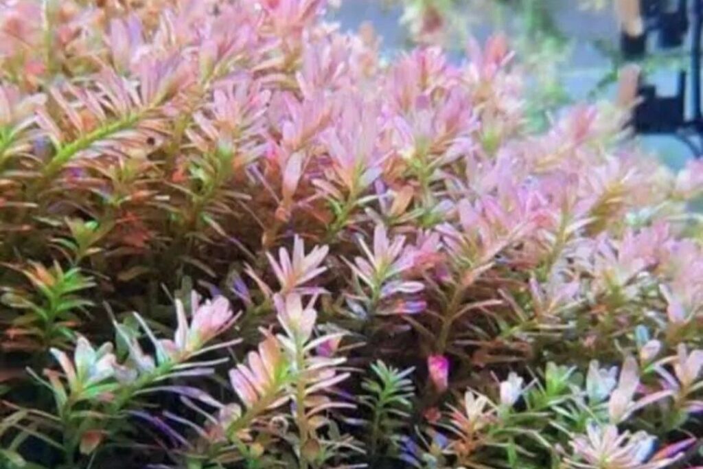 Rotala sp ‘BSD’