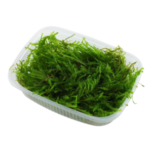 Vesicularia ferriei moss weeping tropica