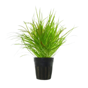 blyxa japonica