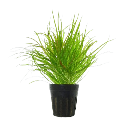 blyxa japonica