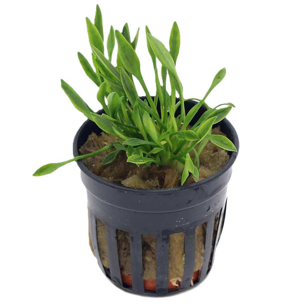 cryptocoryne parva