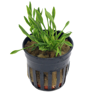 cryptocoryne parva