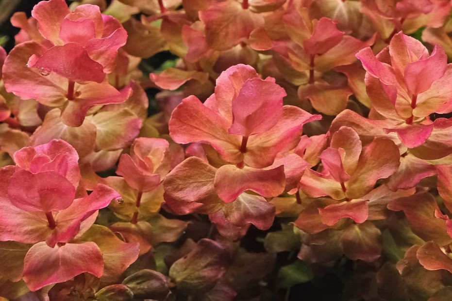 Rotala macrandra ‘Type 4 Green’