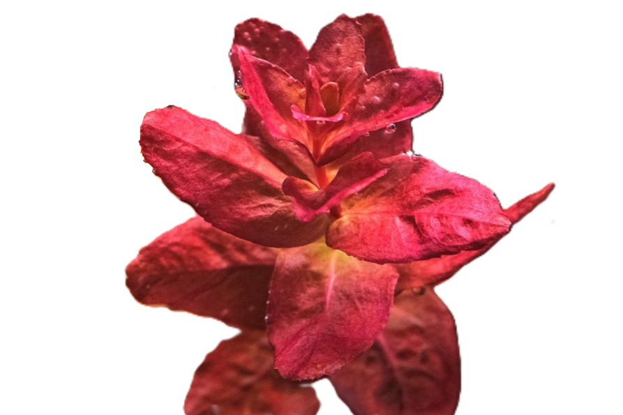 Rotala macrandra ‘Type 4 Red’