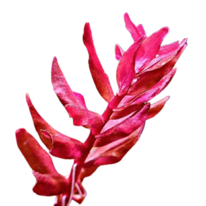 rotala macrandra yerabje