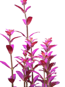 rotala ramosior florida