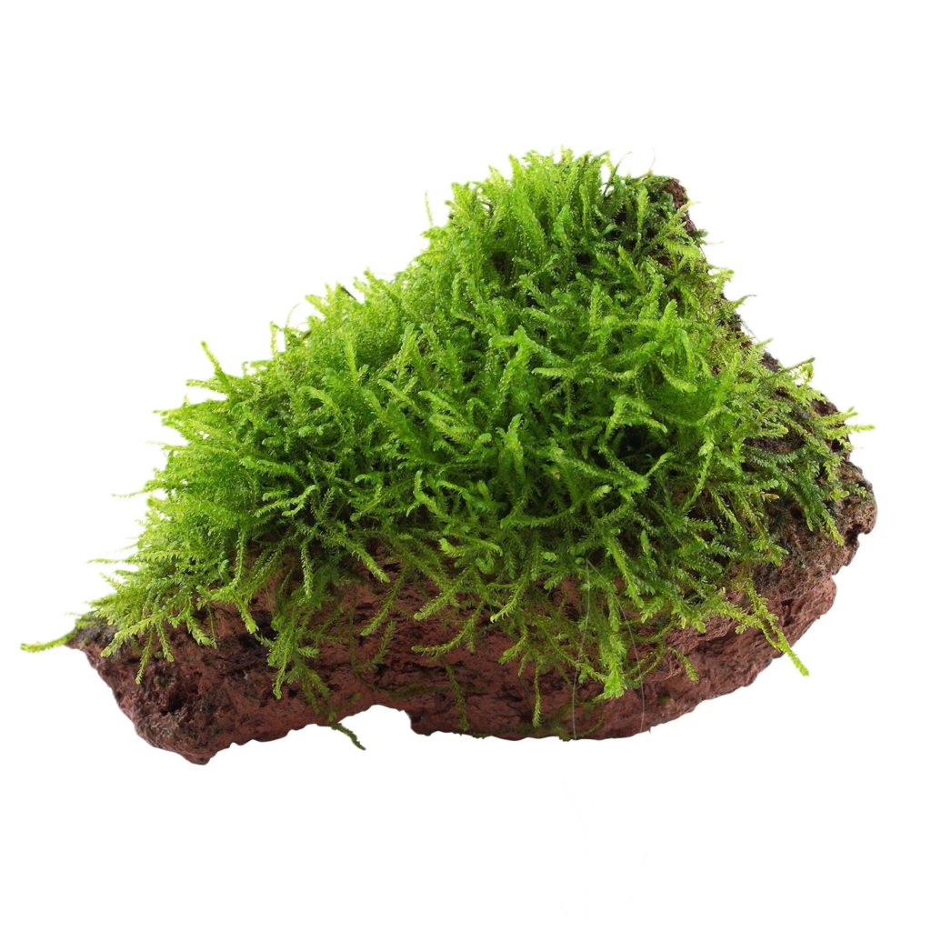 Taxiphyllum barbieri Java Moss