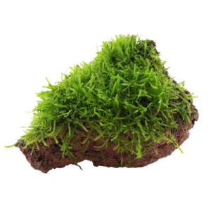 Taxiphyllum barbieri Java Moss