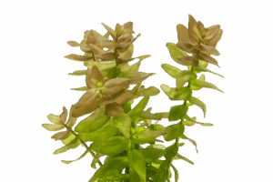 Bacopa caroliniana