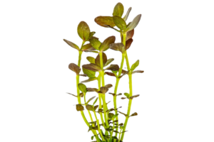 Bacopa salzmannii