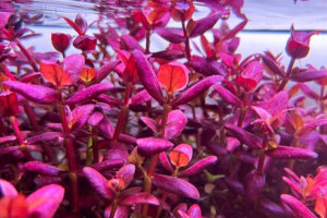 Bacopa salzmannii ‘Purple Singapore’
