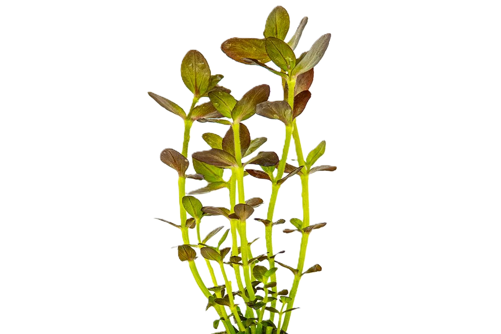 Bacopa salzmannii