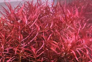 ludwigia arcuata