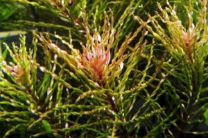 Ludwigia inclinata var. verticillata 'Twister' (Tornado)