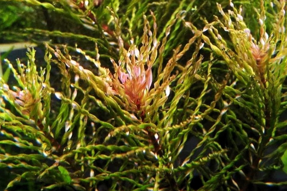 Ludwigia inclinata var. verticillata 'Twister' (Tornado)
