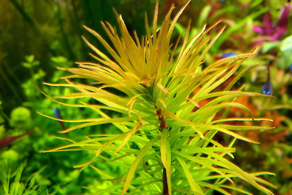 Ludwigia inclinata var. verticillata ‘Araguaia’