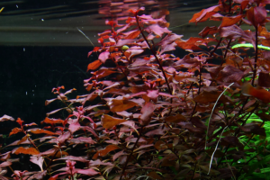 Ludwigia palustris ‘Super Red’