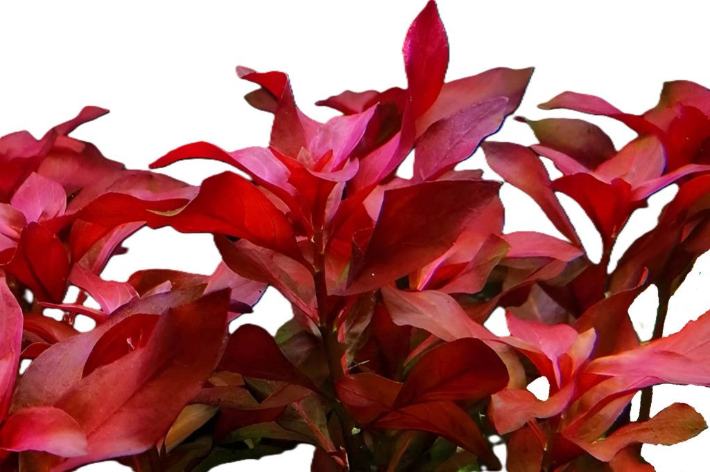 Ludwigia repens ‘Rubin’
