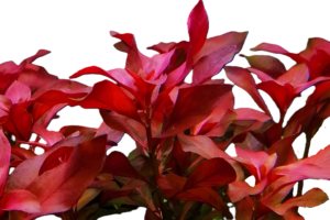 Ludwigia repens ‘Rubin’