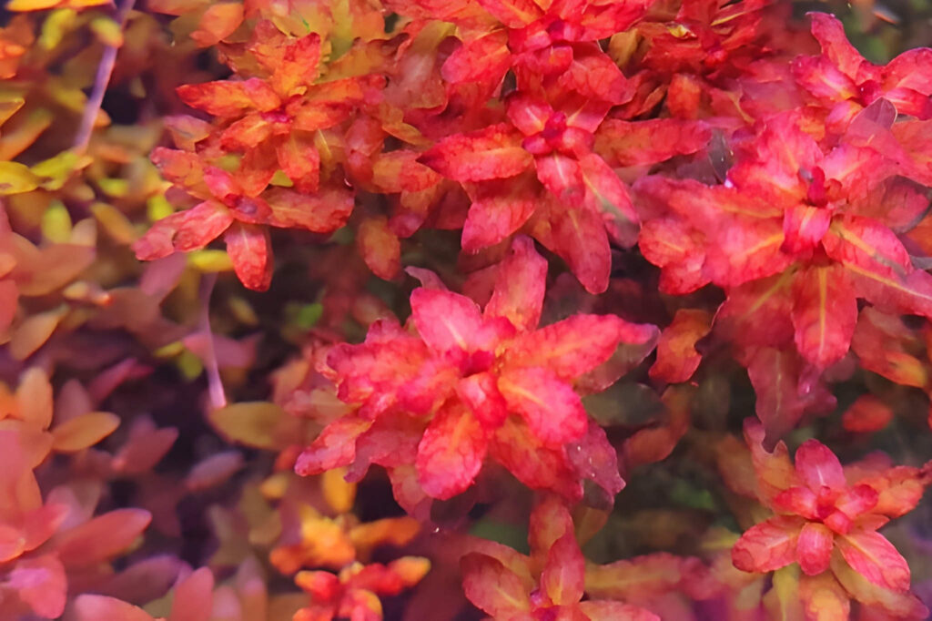 Ludwigia senegalensis