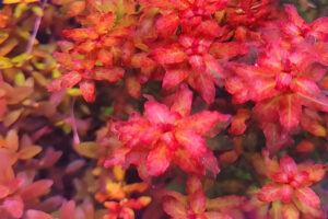 Ludwigia senegalensis