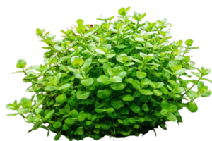 Bacopa australis