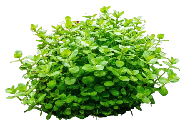 Bacopa australis