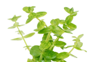 Bacopa lanigera