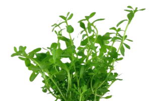 Bacopa monnieri