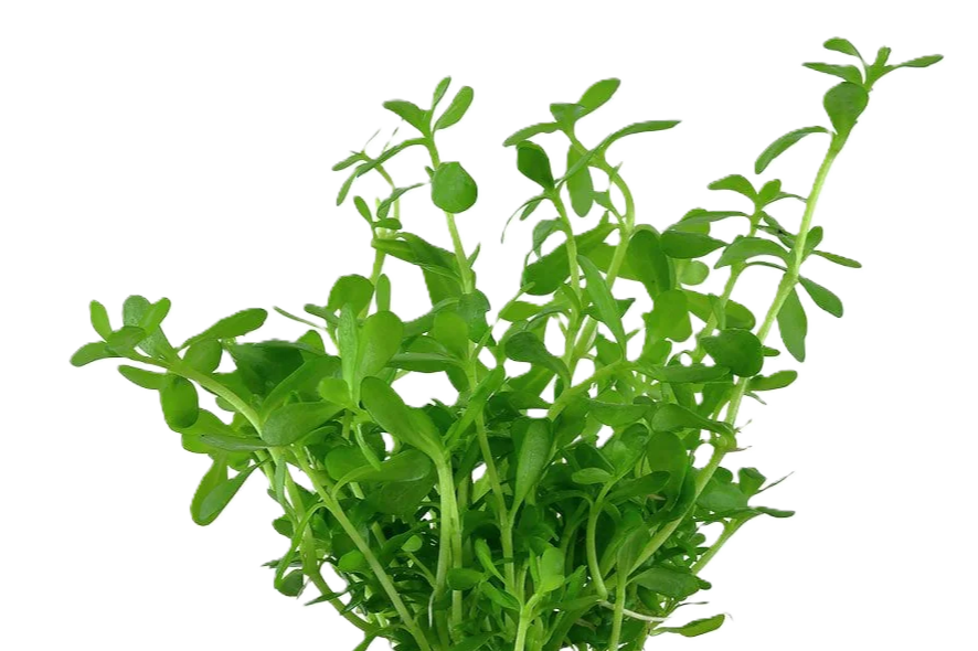 Bacopa monnieri