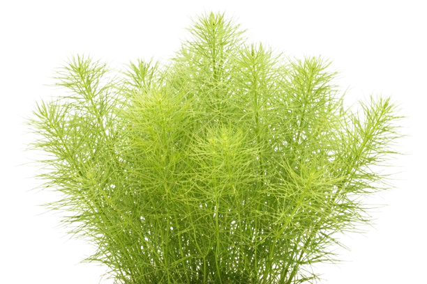 Bacopa myriophylloides