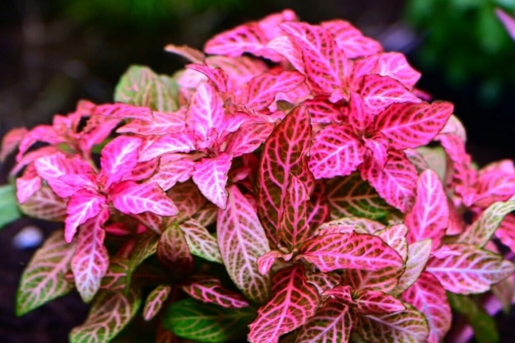 hygrophila polysperma rosanervig