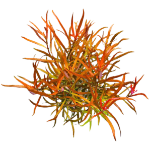 Ludwigia brevipes