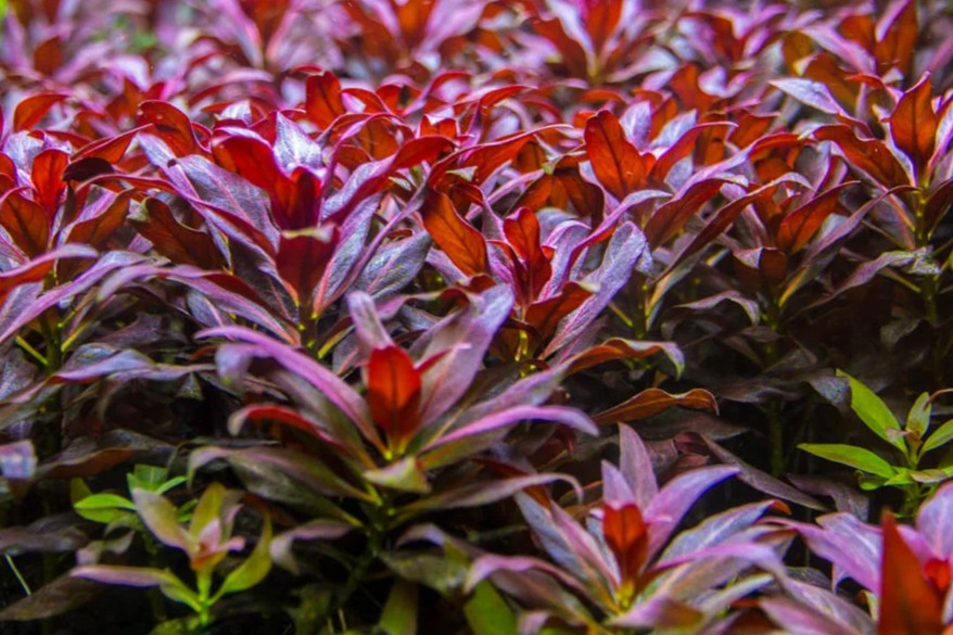ludwigia glandulosa