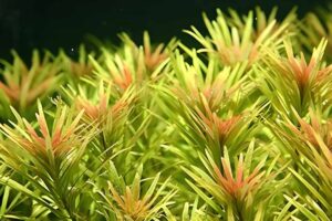 Ludwigia inclinata var. verticillata ‘Cuba’
