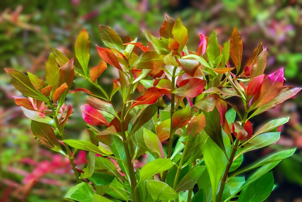 Ludwigia repens