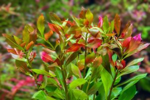 Ludwigia repens