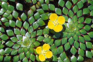 ludwigia sedoides